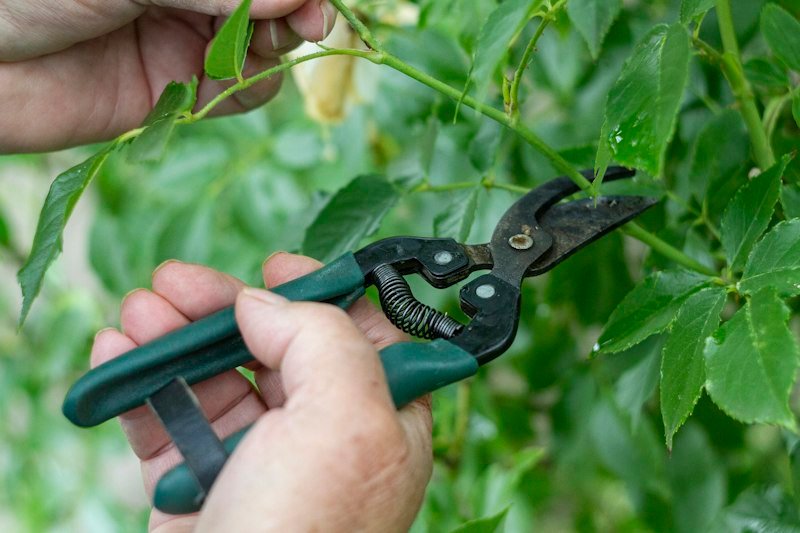 Trimming a plant with bypass pruners