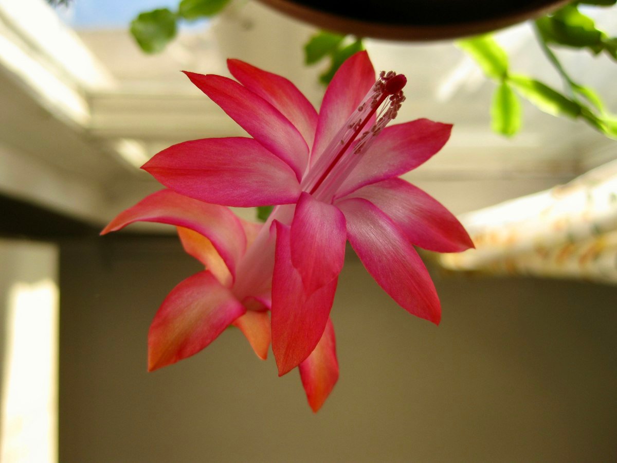 Close-up of a pink Christmas cactus flower
