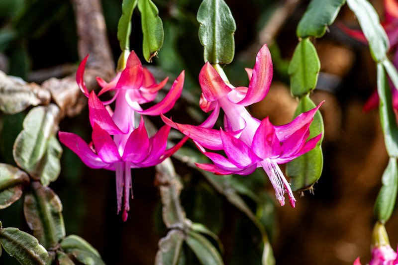 Christmas cactus with bright pink flowers