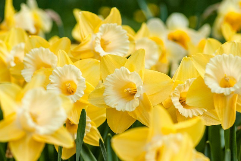 Yellow daffodils in bloom in spring