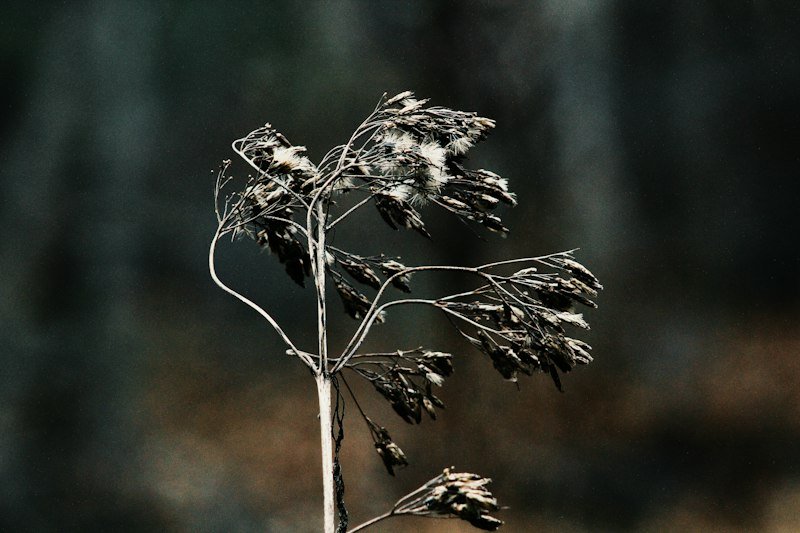 Drooping, wilted plant leaves