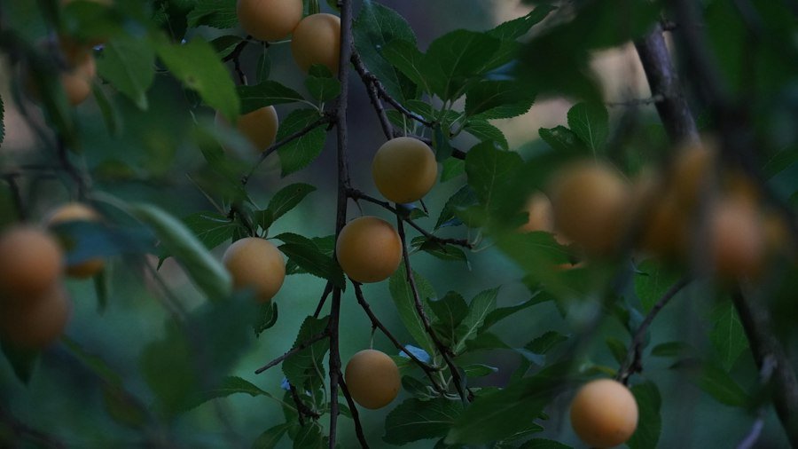 Fruit tree with ripening fruit in a home garden
