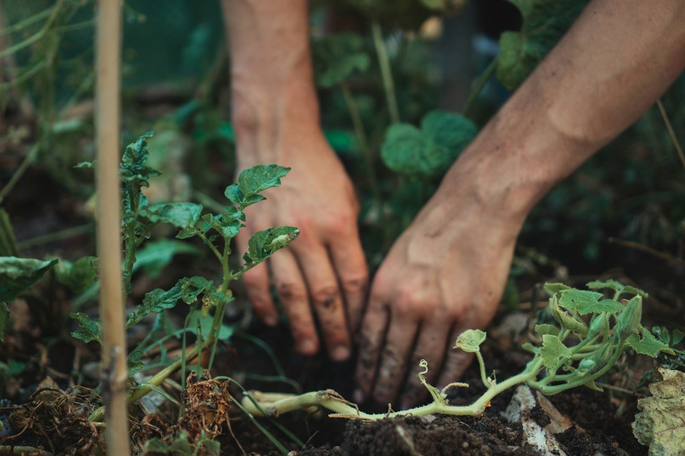 Gardener's hands planting a green seedling in a garden bed