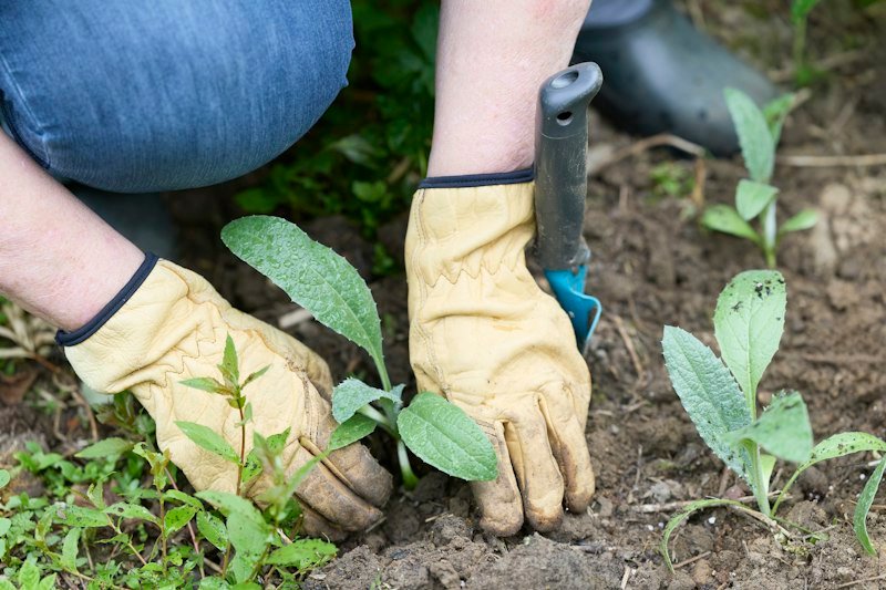 Hands in gardening gloves planting seedlings