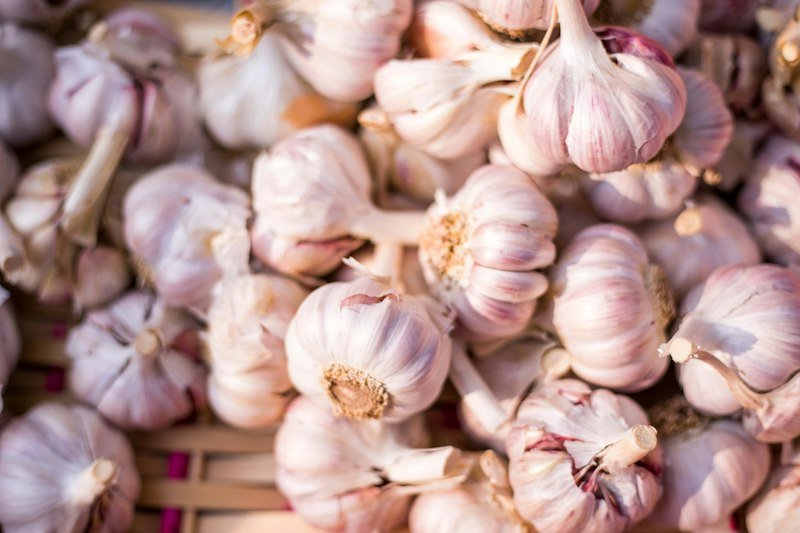 Freshly harvested garlic bulbs