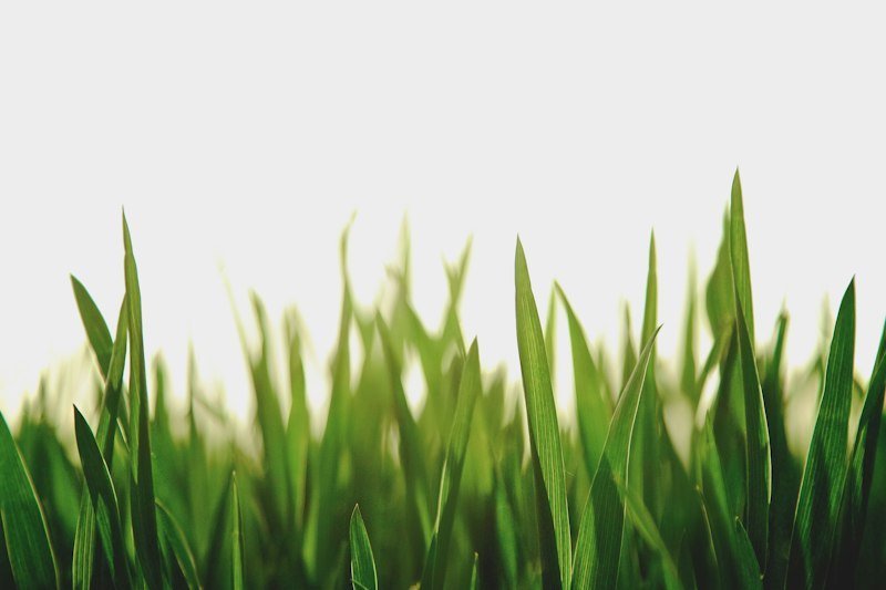 New grass sprouting from seed