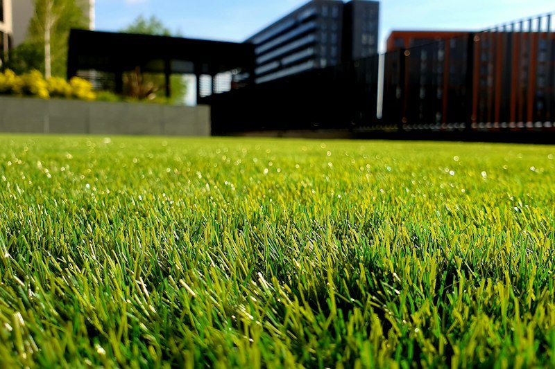 Thick green lawn grass