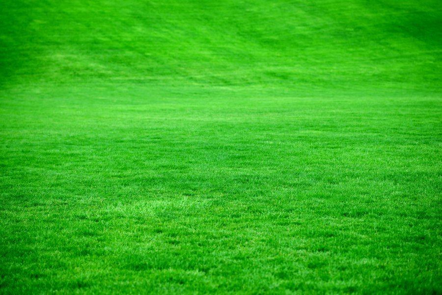 Healthy green lawn grass