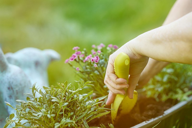 Planting flowers in a garden bed with a hand trowel
