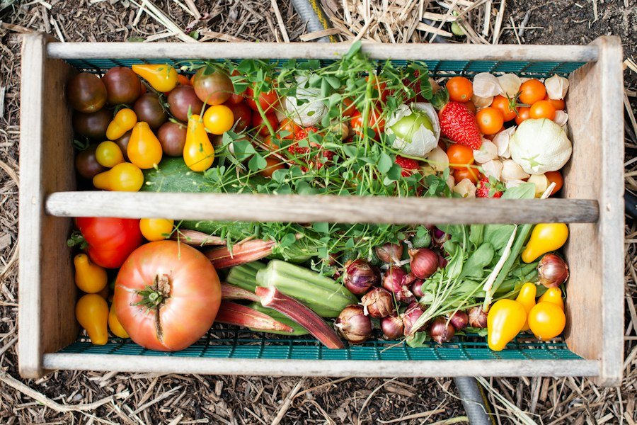 Harvest basket with homegrown tomatoes, okra, shallots and fresh herbs