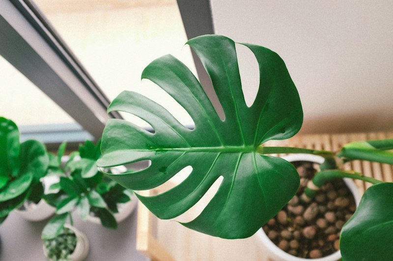 Houseplant in bright indirect light beside a window