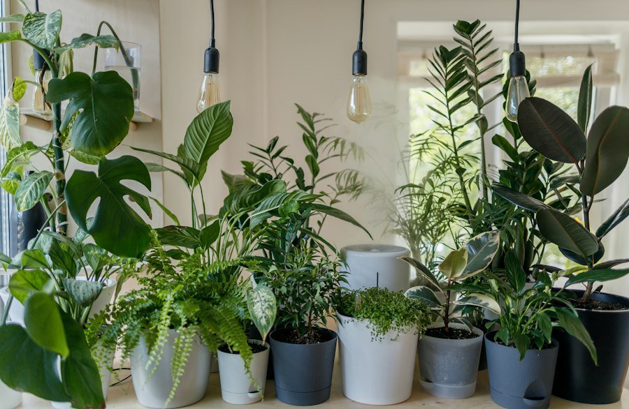 Green houseplant in a white ceramic pot