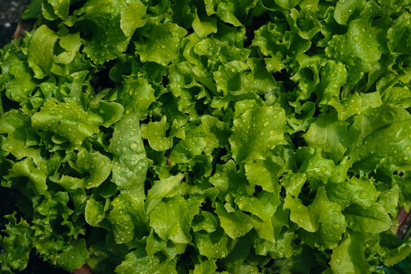 Lettuce growing in a garden bed with partial sun