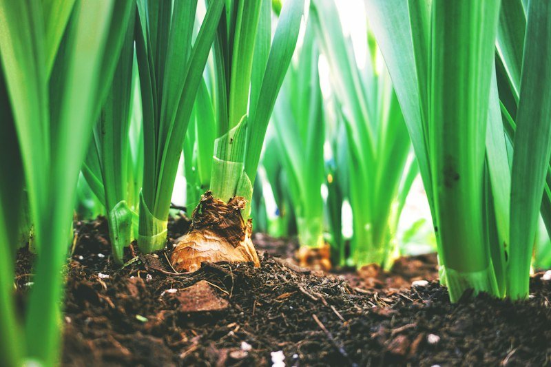 Healthy plants in a mulched garden bed