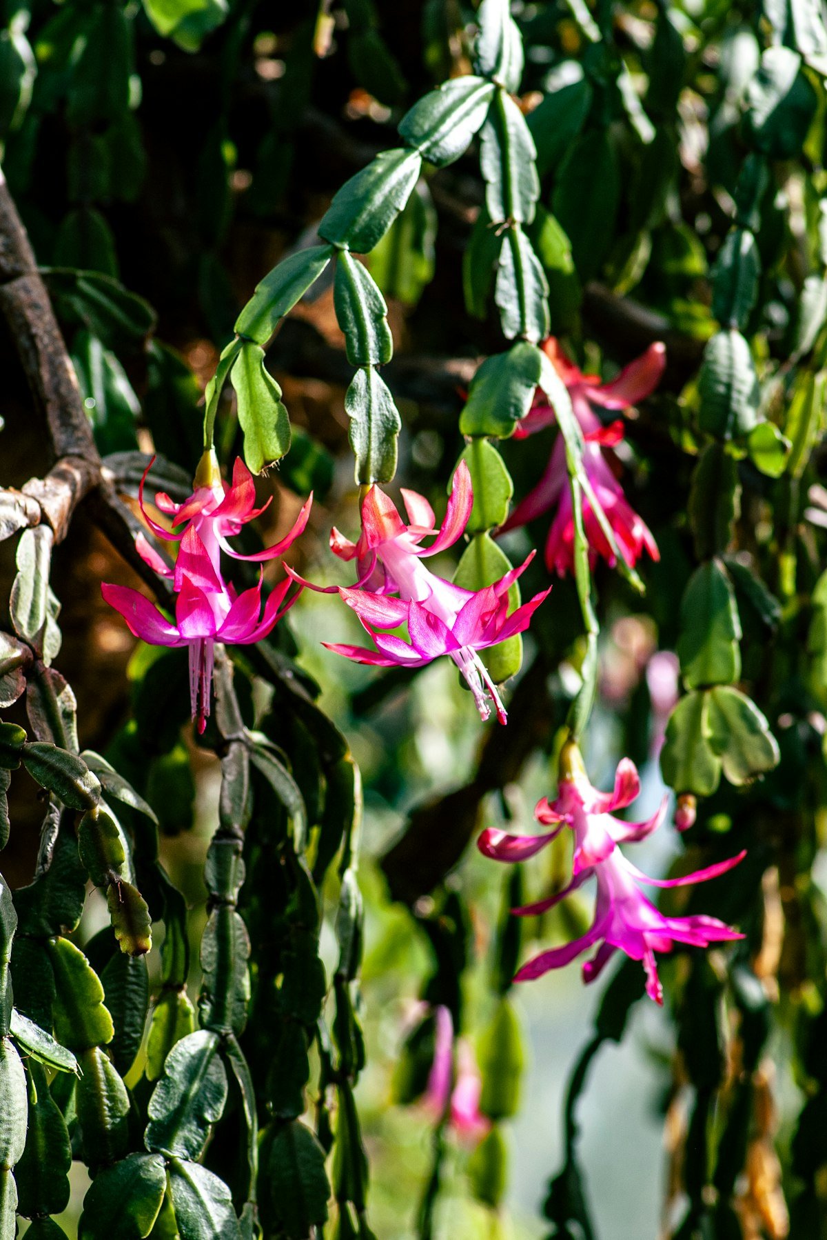 Pink flowers blooming on a Christmas cactus