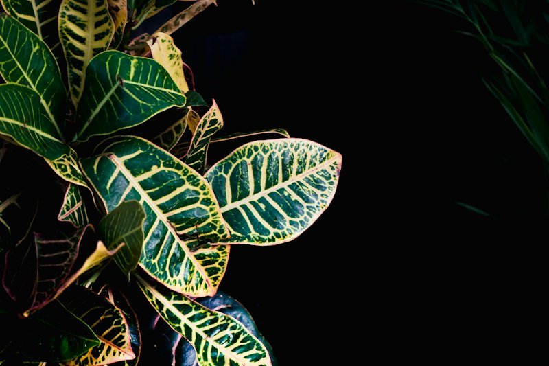 Plant leaves showing yellowing