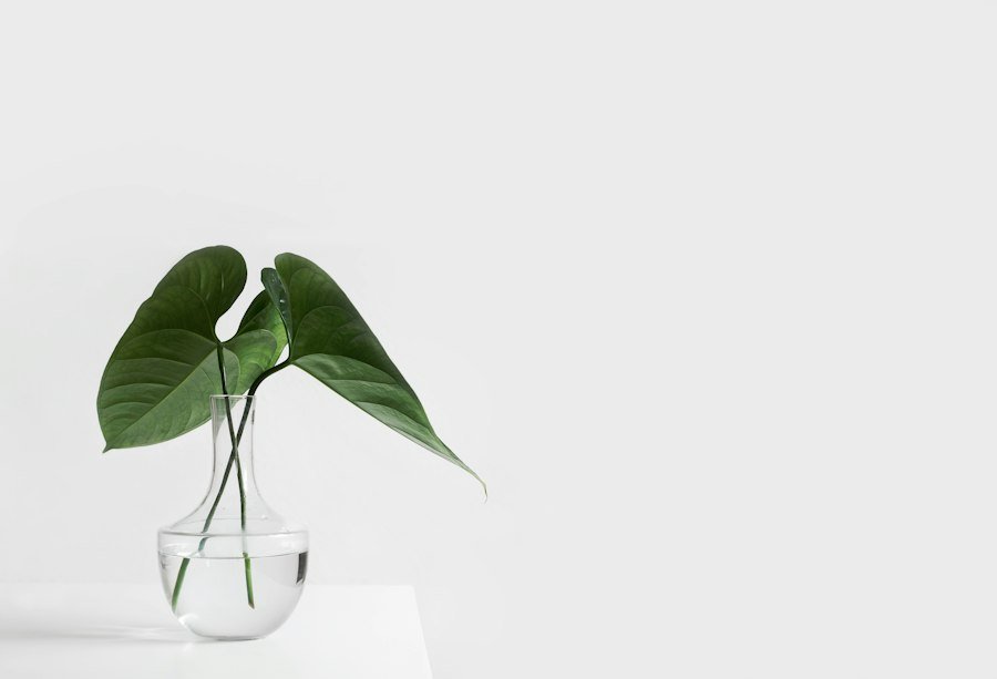 Plant cutting rooting in a clear glass vase of water