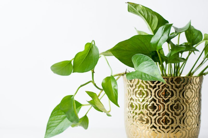Pothos plant in a white pot