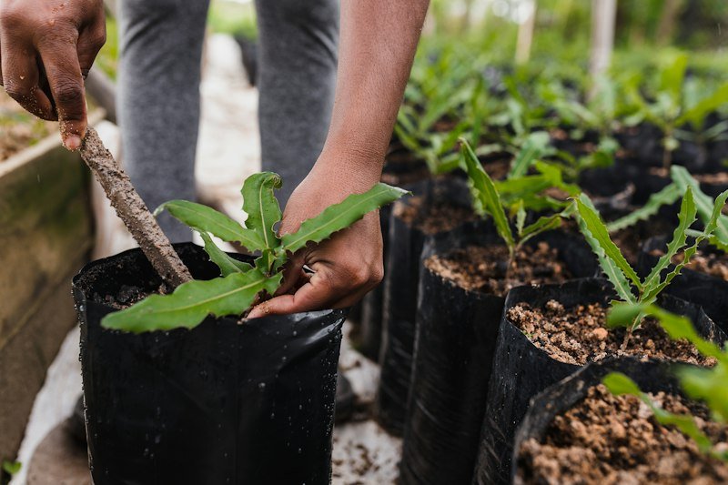 Plant in fresh, well-draining potting mix