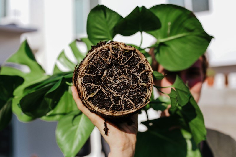 Repotting a plant to check its roots