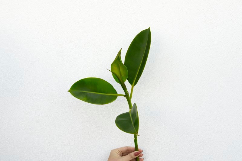 Rubber plant, a popular plant for propagation