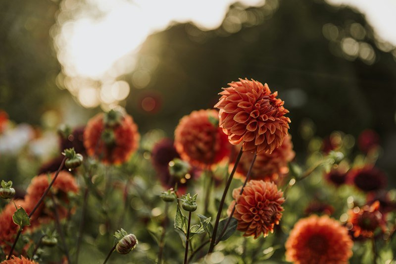 Garden flowers at sunset as seasons change