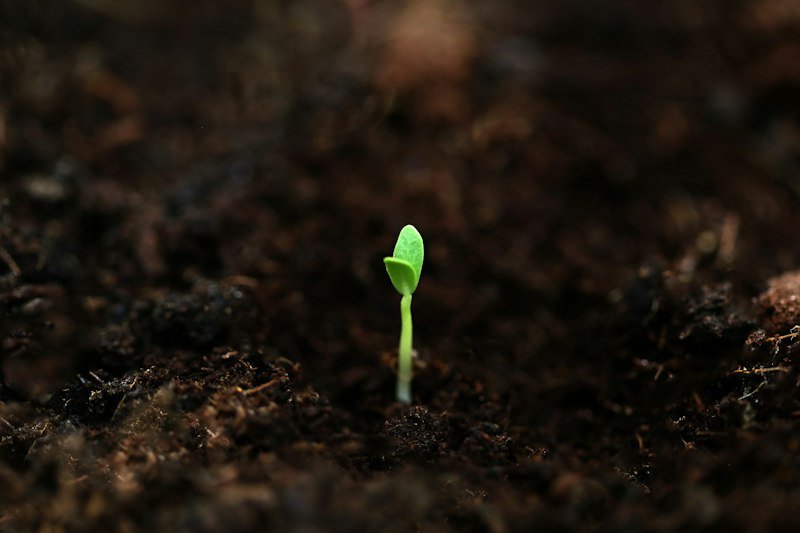 Seed sprouting from the soil (germination)