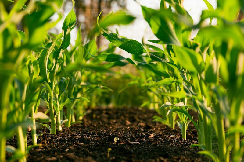Young plant growing in rich, well-draining soil