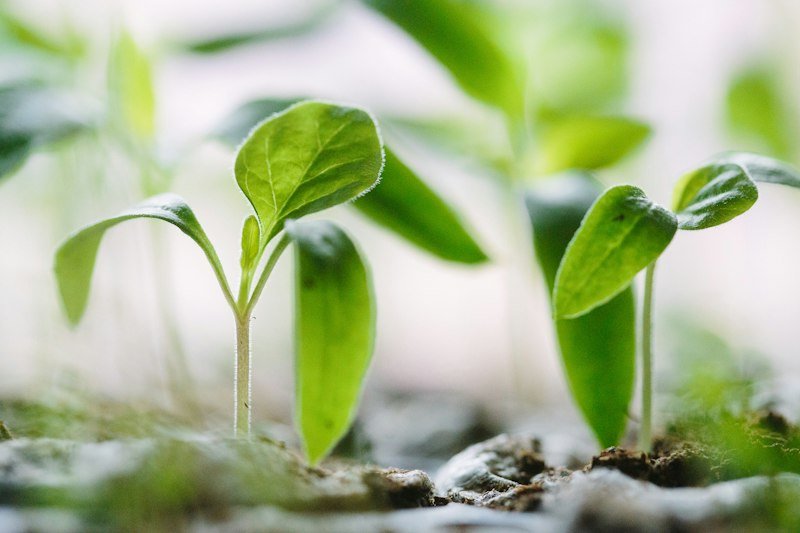 Seedlings growing in soil