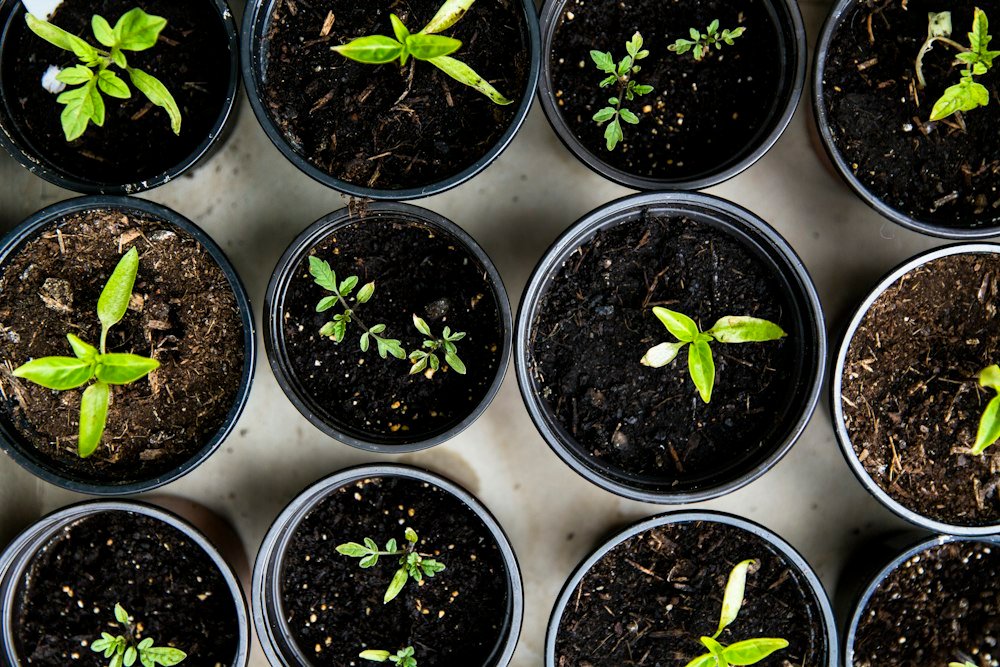 Young green seedlings growing in black plastic pots