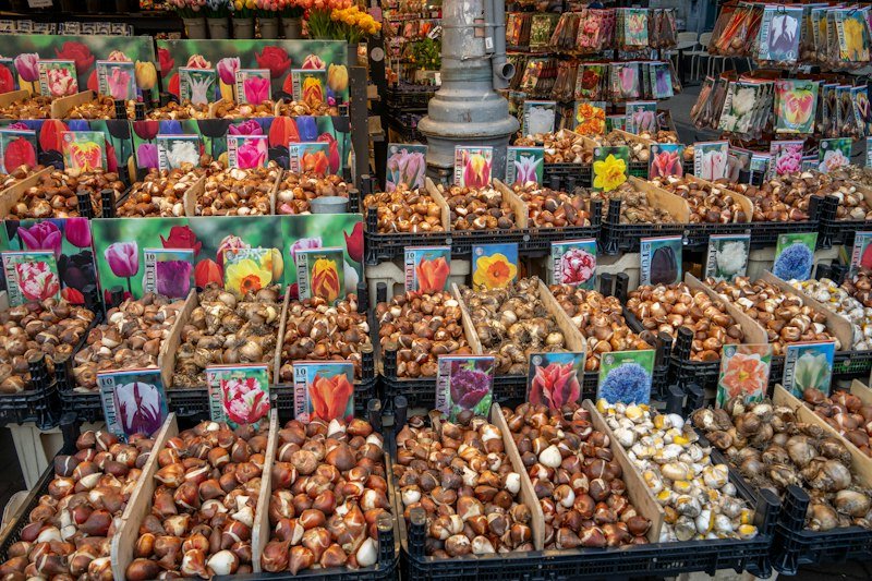 Spring flower bulbs ready for fall planting