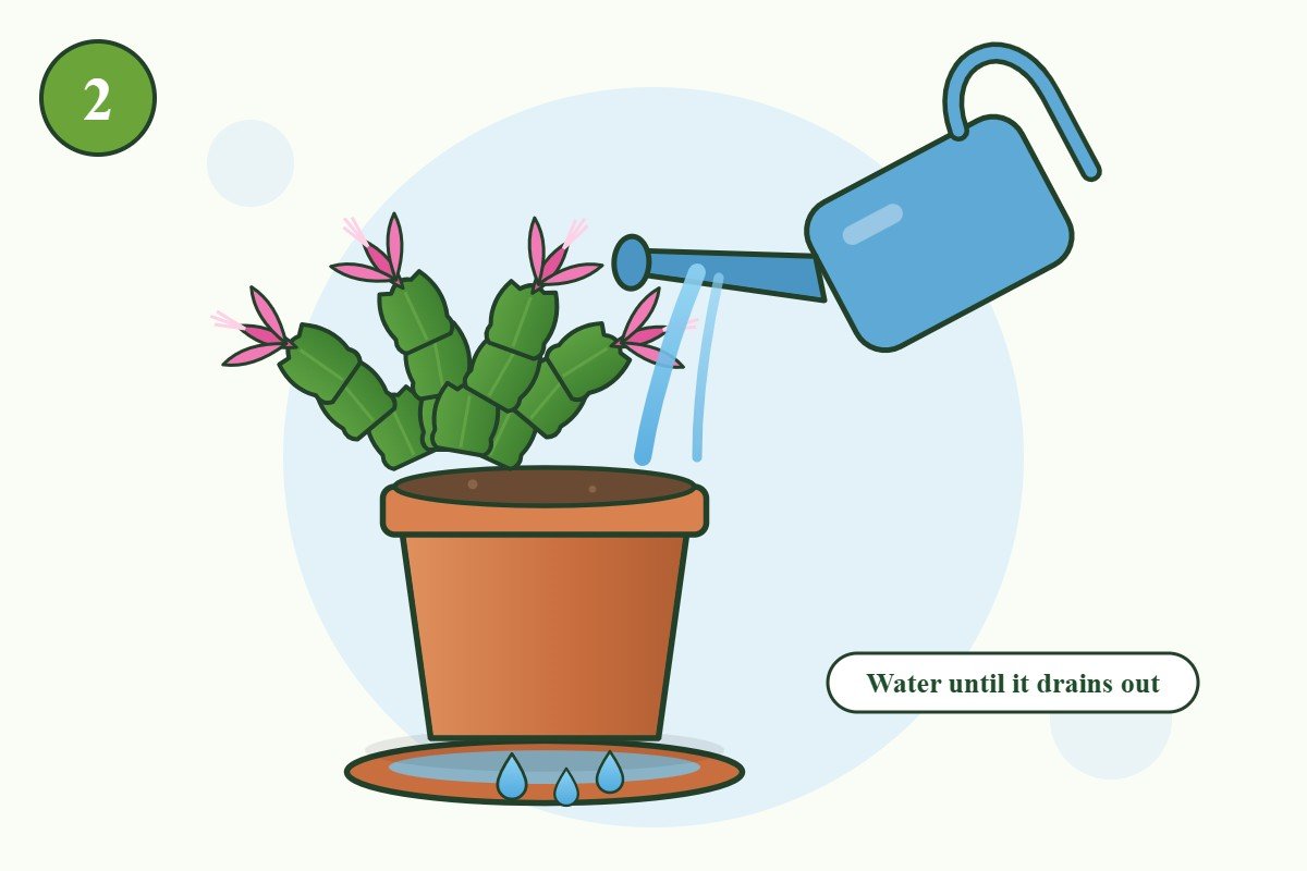 Illustration: watering a Christmas cactus until water drains from the pot