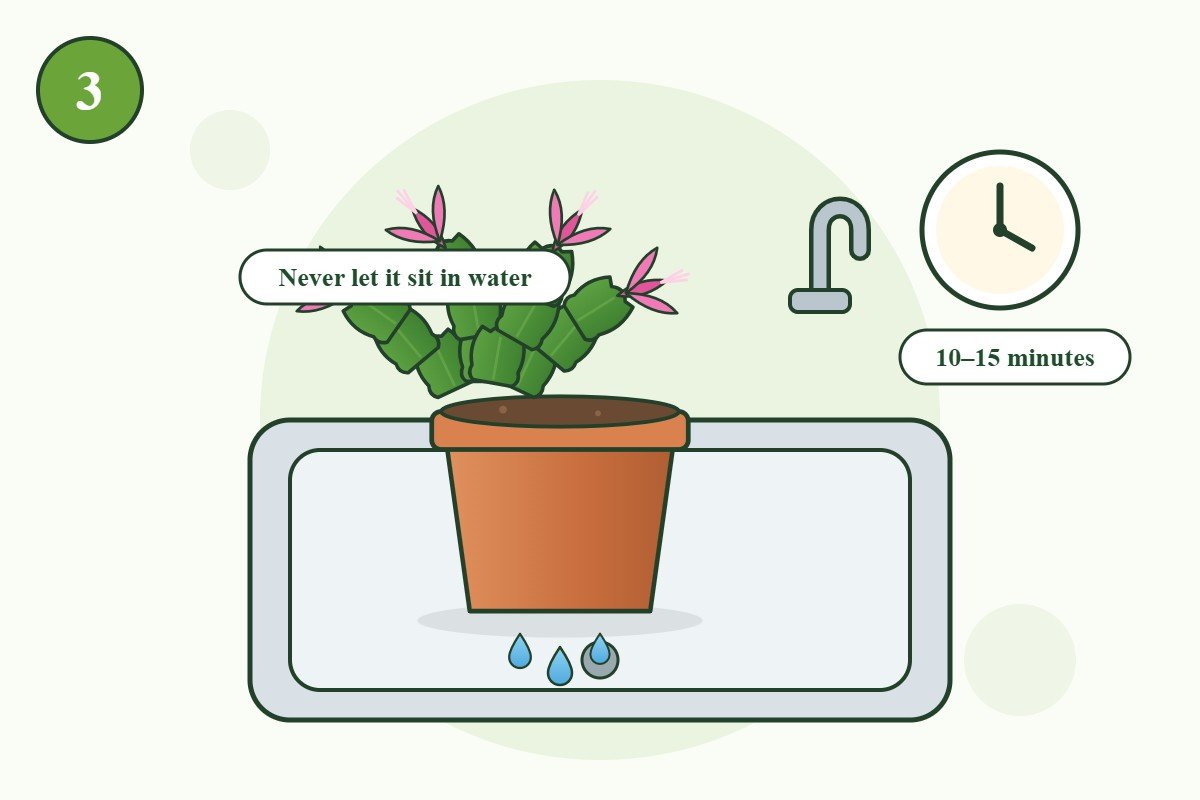 Illustration: letting a Christmas cactus drain in the sink for 10 to 15 minutes