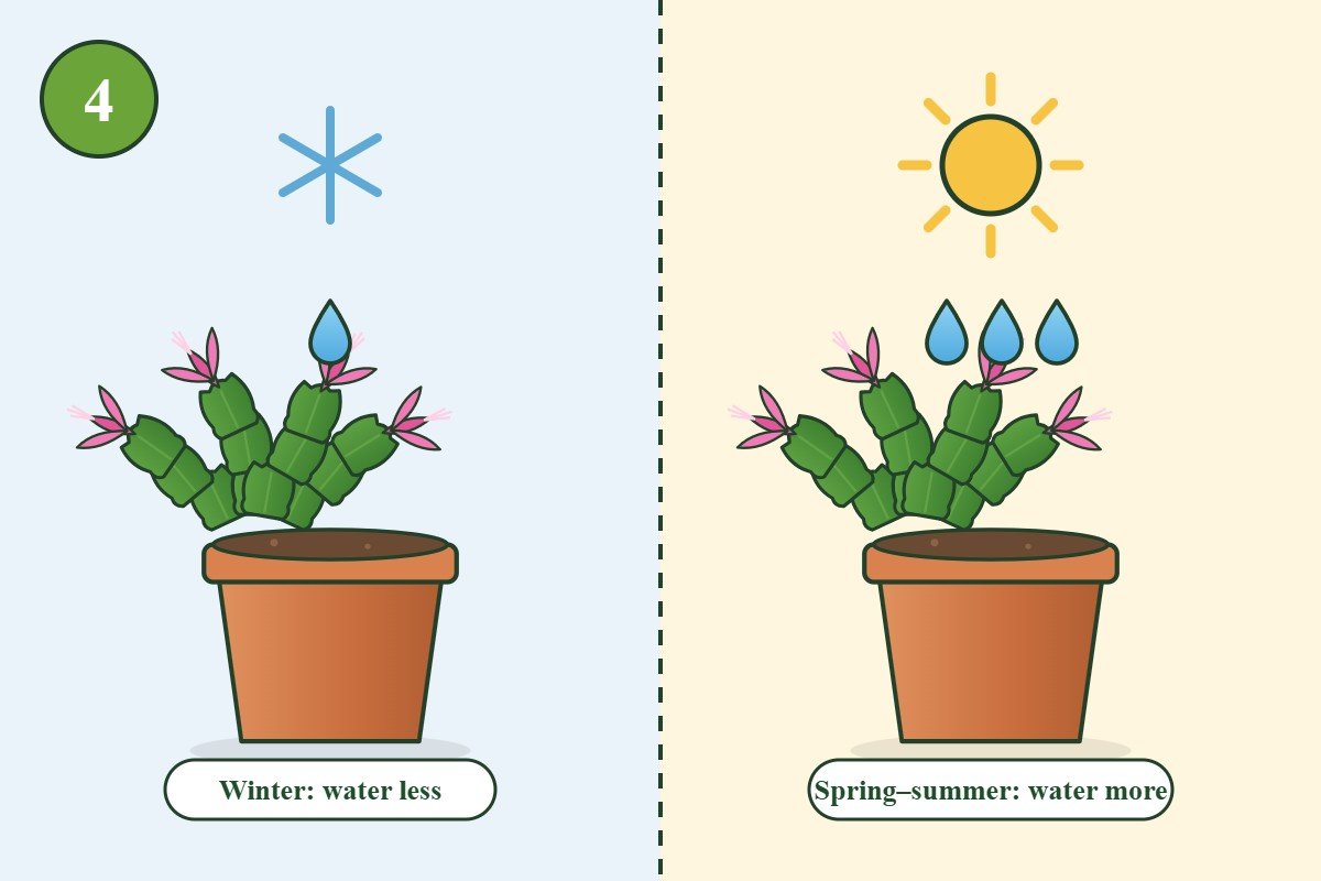 Illustration: water a Christmas cactus less in winter and more in spring and summer
