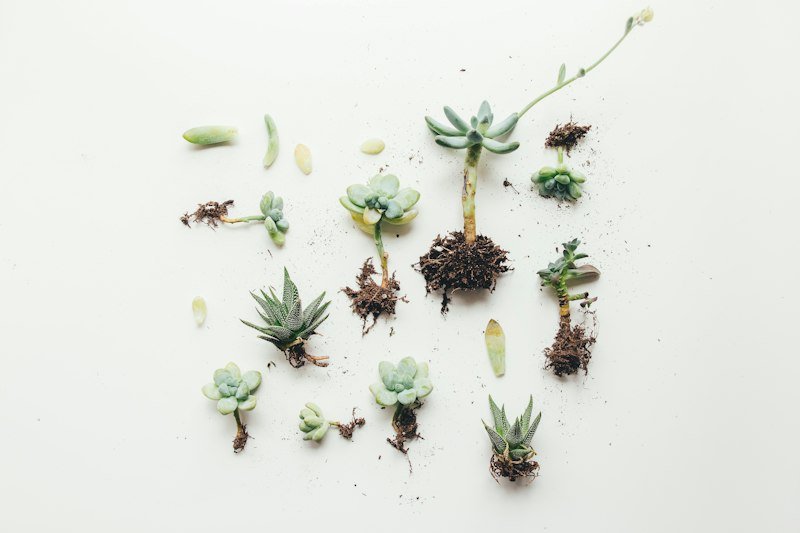 Succulent leaves being propagated