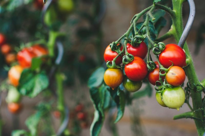Tomatoes ripening on a plant in full sun