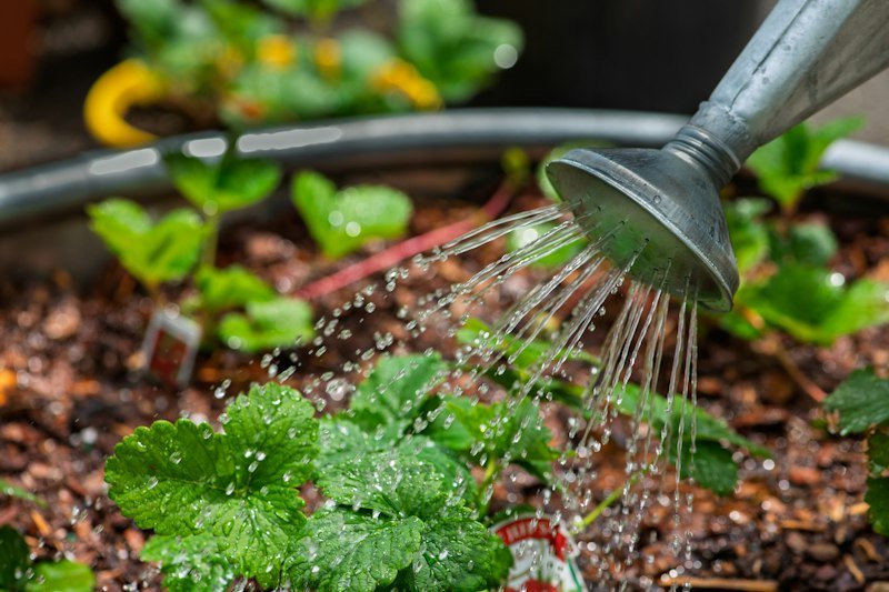 Watering houseplants with a watering can