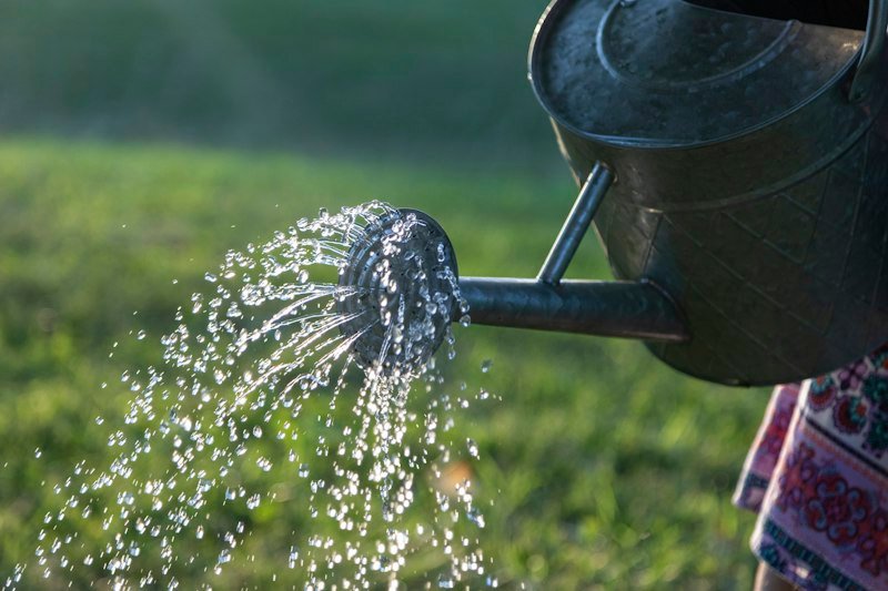 Watering plants with a metal watering can