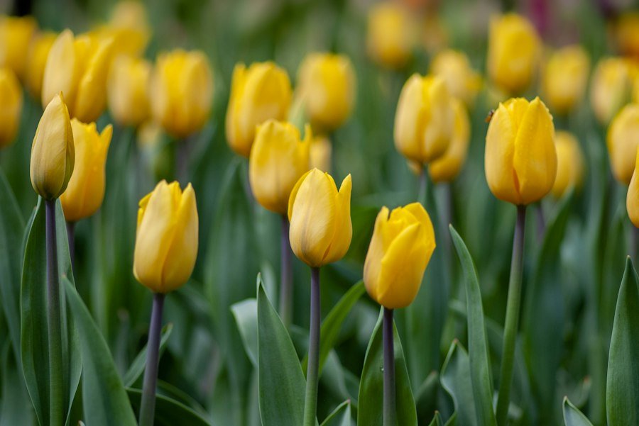 Yellow tulip flower in bloom