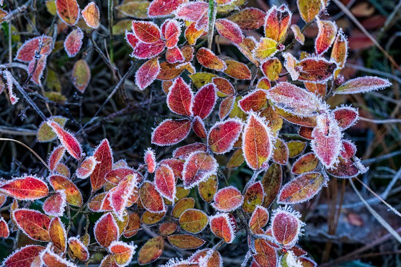 Frost on plant leaves in a cold USDA zone 4 climate