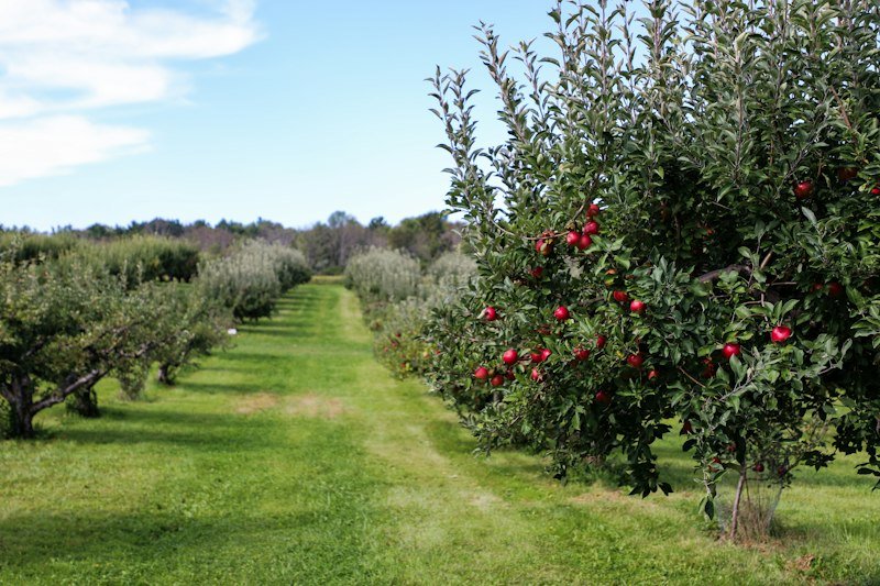 Apple orchard in a USDA zone 6 climate