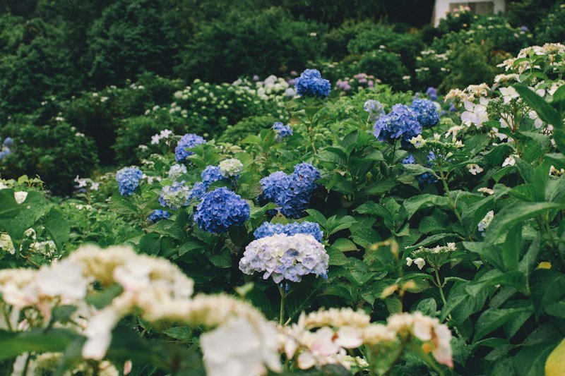 Blue hydrangeas in a USDA zone 7 garden