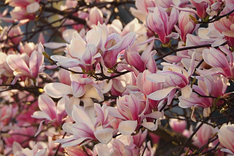 Magnolia blossoms in a warm USDA zone 8 garden