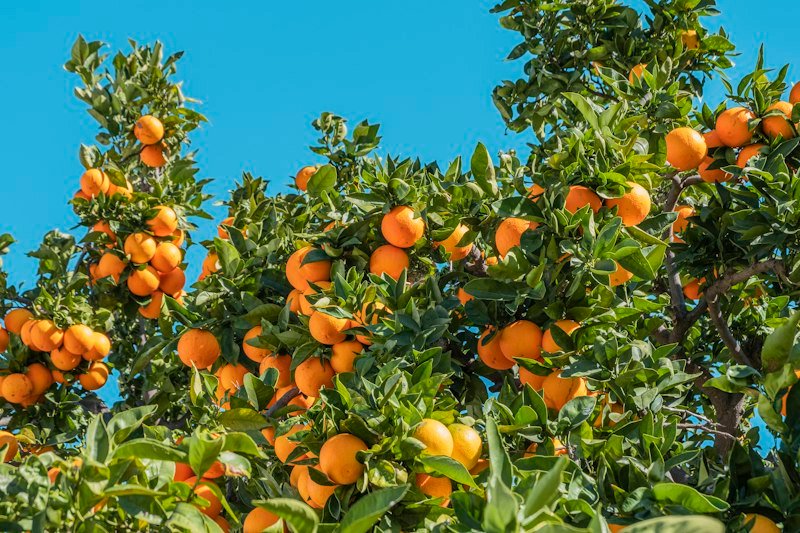 Orange tree growing in USDA zone 9